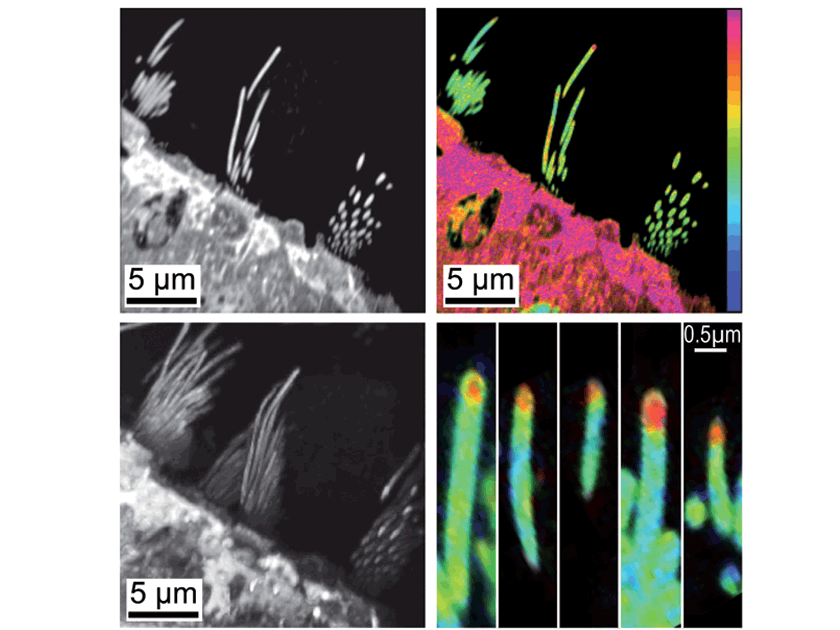 NanoSIMS cell biology